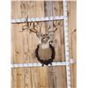 Image 2 : Big Gnarly Nontypical Whitetail Shoulder Mount Taxidermy