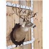 Image 3 : Big Gnarly Nontypical Whitetail Shoulder Mount Taxidermy