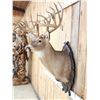 Image 4 : Big Gnarly Nontypical Whitetail Shoulder Mount Taxidermy