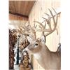 Image 5 : Big Gnarly Nontypical Whitetail Shoulder Mount Taxidermy
