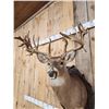 Image 6 : Big Gnarly Nontypical Whitetail Shoulder Mount Taxidermy