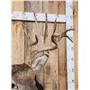 Image 7 : Big Gnarly Nontypical Whitetail Shoulder Mount Taxidermy