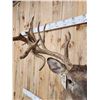 Image 8 : Big Gnarly Nontypical Whitetail Shoulder Mount Taxidermy