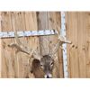 Image 8 : High 200 Class Whitetail Shoulder Mount Taxidermy