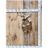 Image 1 : 5x5 Whitetail Shoulder Mount Taxidermy