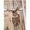 Image 2 : 5x5 Whitetail Shoulder Mount Taxidermy