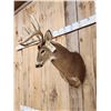 Image 3 : 5x5 Whitetail Shoulder Mount Taxidermy
