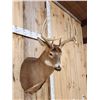 Image 4 : 5x5 Whitetail Shoulder Mount Taxidermy