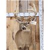 Image 1 : 5x5 Whitetail Shoulder Mount Taxidermy