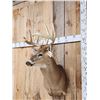 Image 3 : 5x5 Whitetail Shoulder Mount Taxidermy