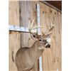Image 4 : 5x5 Whitetail Shoulder Mount Taxidermy