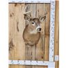 Image 1 : 4x4 Whitetail Shoulder Mount Taxidermy