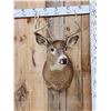 Image 2 : 4x4 Whitetail Shoulder Mount Taxidermy