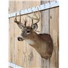 Image 3 : 4x4 Whitetail Shoulder Mount Taxidermy