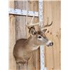 Image 4 : 4x4 Whitetail Shoulder Mount Taxidermy