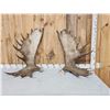 Image 1 : Set Of 35.6 Lbs Alaskan Moose Shed Antlers