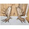 Image 2 : Set Of 35.6 Lbs Alaskan Moose Shed Antlers