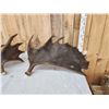 Image 3 : Set Of 35.6 Lbs Alaskan Moose Shed Antlers