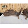 Image 4 : Set Of 35.6 Lbs Alaskan Moose Shed Antlers