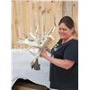 Image 2 : Monster Droptine 301" Set Of Whitetail Shed Antlers