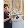 Image 3 : Monster Droptine 301" Set Of Whitetail Shed Antlers