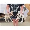 Image 4 : Monster Droptine 301" Set Of Whitetail Shed Antlers