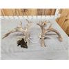 Image 5 : Monster Droptine 301" Set Of Whitetail Shed Antlers