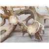 Image 6 : Monster Droptine 301" Set Of Whitetail Shed Antlers