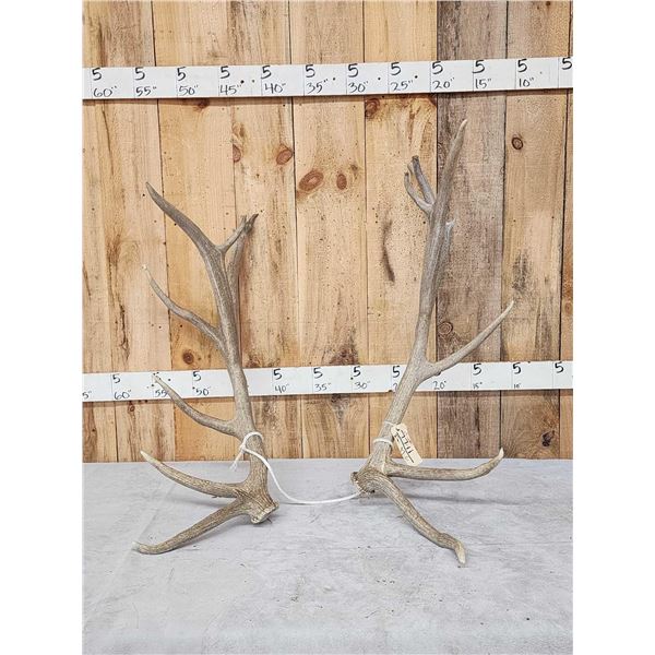 Set Of 8x7 Elk Shed Antlers