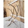Image 2 : Set Of 8x7 Elk Shed Antlers