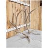 Image 3 : Set Of 8x7 Elk Shed Antlers