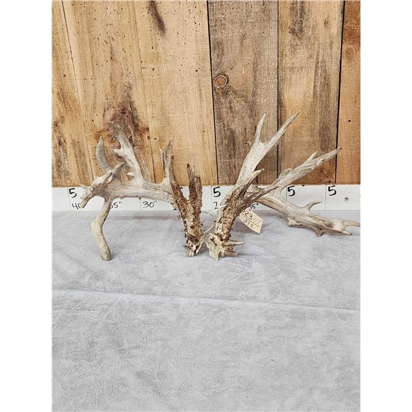 Giant 288" Whitetail Antlers
