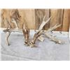 Image 2 : Giant 288" Whitetail Antlers