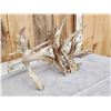 Image 3 : Giant 288" Whitetail Antlers