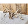 Image 4 : Giant 288" Whitetail Antlers