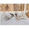 Image 5 : Giant 288" Whitetail Antlers