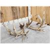 Image 6 : Giant 288" Whitetail Antlers