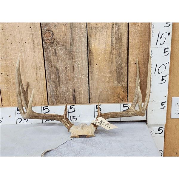 4v5 Whitetail Antlers On Skull Plate
