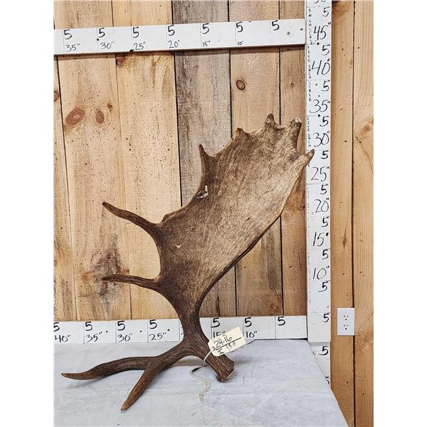 Nice 13.7 Lbs Self Standing Alaskan Moose Shed Antler
