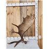 Image 1 : Nice 13.7 Lbs Self Standing Alaskan Moose Shed Antler
