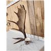 Image 2 : Nice 13.7 Lbs Self Standing Alaskan Moose Shed Antler