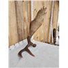 Image 3 : Nice 13.7 Lbs Self Standing Alaskan Moose Shed Antler