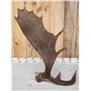 Image 4 : Nice 13.7 Lbs Self Standing Alaskan Moose Shed Antler
