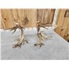 Image 10 : MONSTER 329" Set Of Whitetail Shed Antlers
