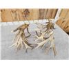 Image 11 : MONSTER 329" Set Of Whitetail Shed Antlers