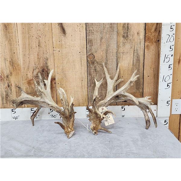 MONSTER 329" Set Of Whitetail Shed Antlers