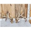 Image 1 : MONSTER 329" Set Of Whitetail Shed Antlers