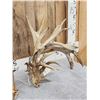 Image 2 : MONSTER 329" Set Of Whitetail Shed Antlers