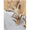 Image 3 : MONSTER 329" Set Of Whitetail Shed Antlers