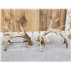 Image 4 : MONSTER 329" Set Of Whitetail Shed Antlers